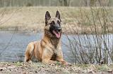 MALINOIS 671